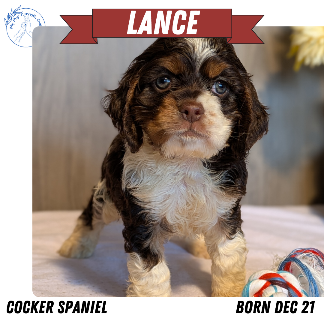 COCKER SPANIEL (12/21) MALE