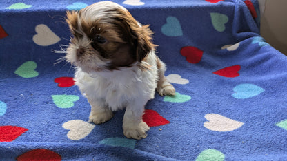 SHIH TZU (10/22) MALE