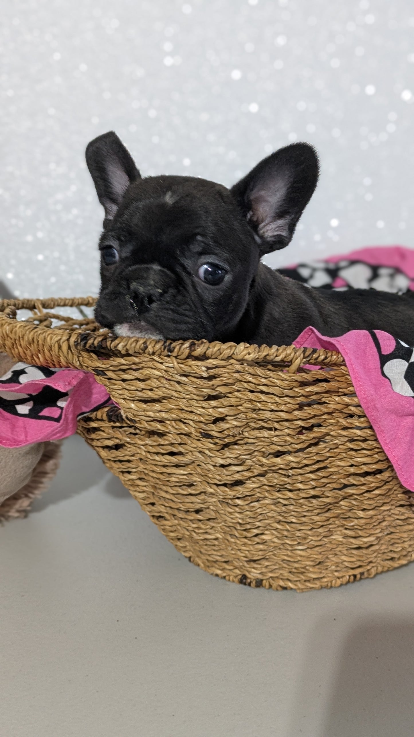 FRENCHTON (12/24) FEMALE