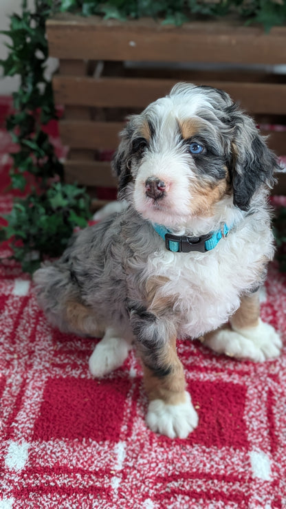 MINI BERNEDOODLE (11/07) MALE