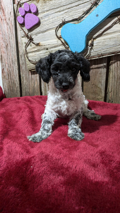 MINI POODLE (08/27) MALE