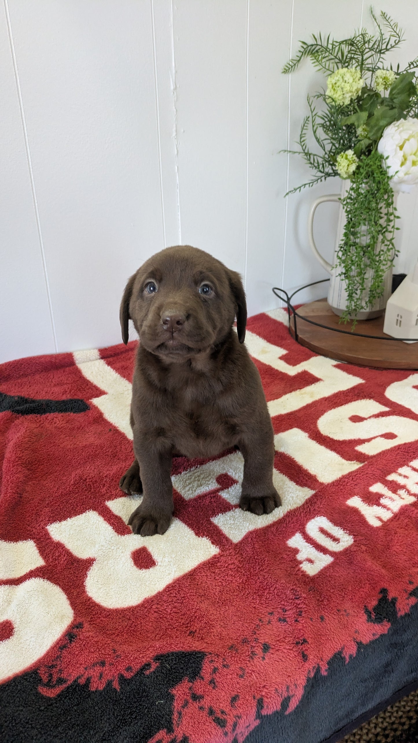 LABRADOR RETRIEVER (11/03) FEMALE