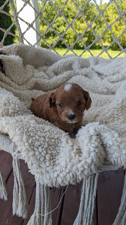 CAVAPOO (05/12) MALE