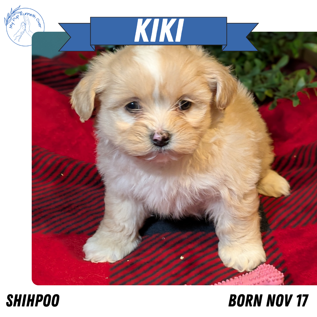 SHIHPOO (11/17) FEMALE