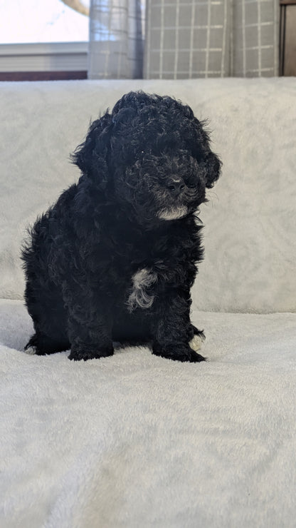 MINI POODLE (01/10) FEMALE