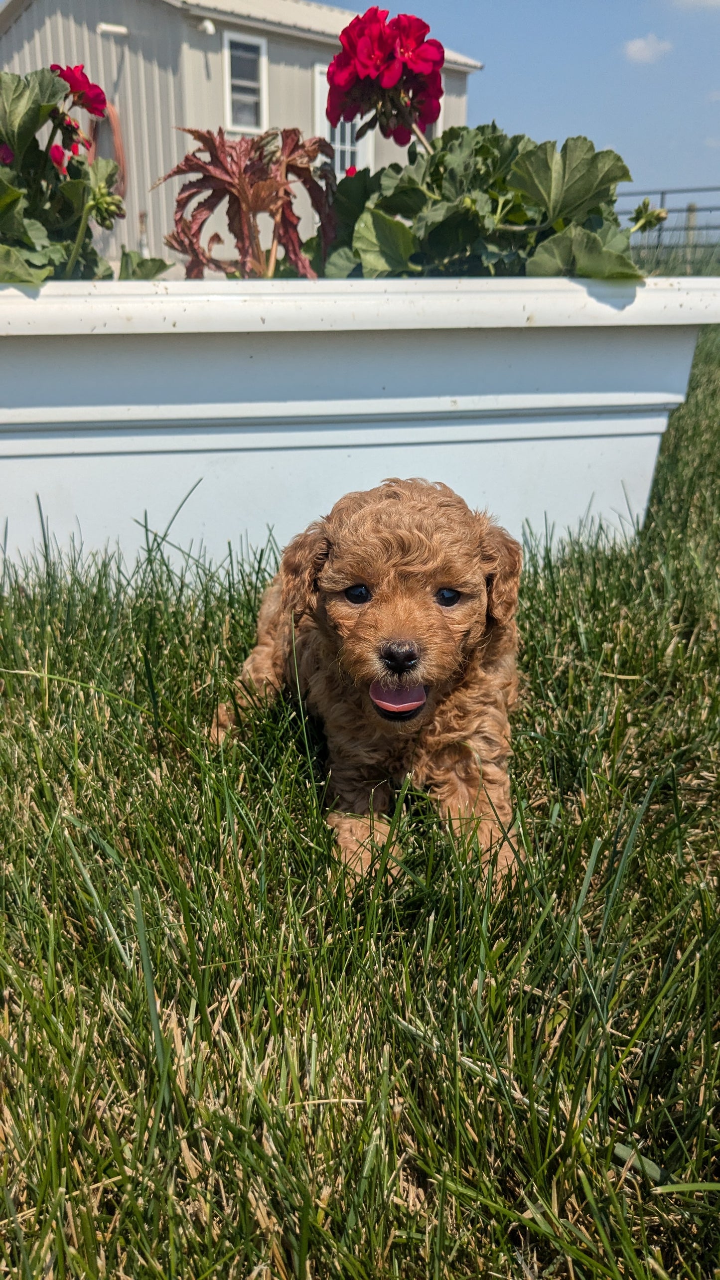 TOY POODLE (05/12) MALE