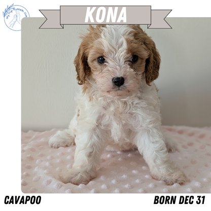 CAVAPOO (12/31) FEMALE