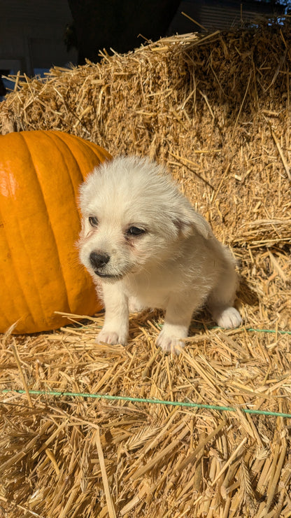 POMSKY-POO (08/13) MALE