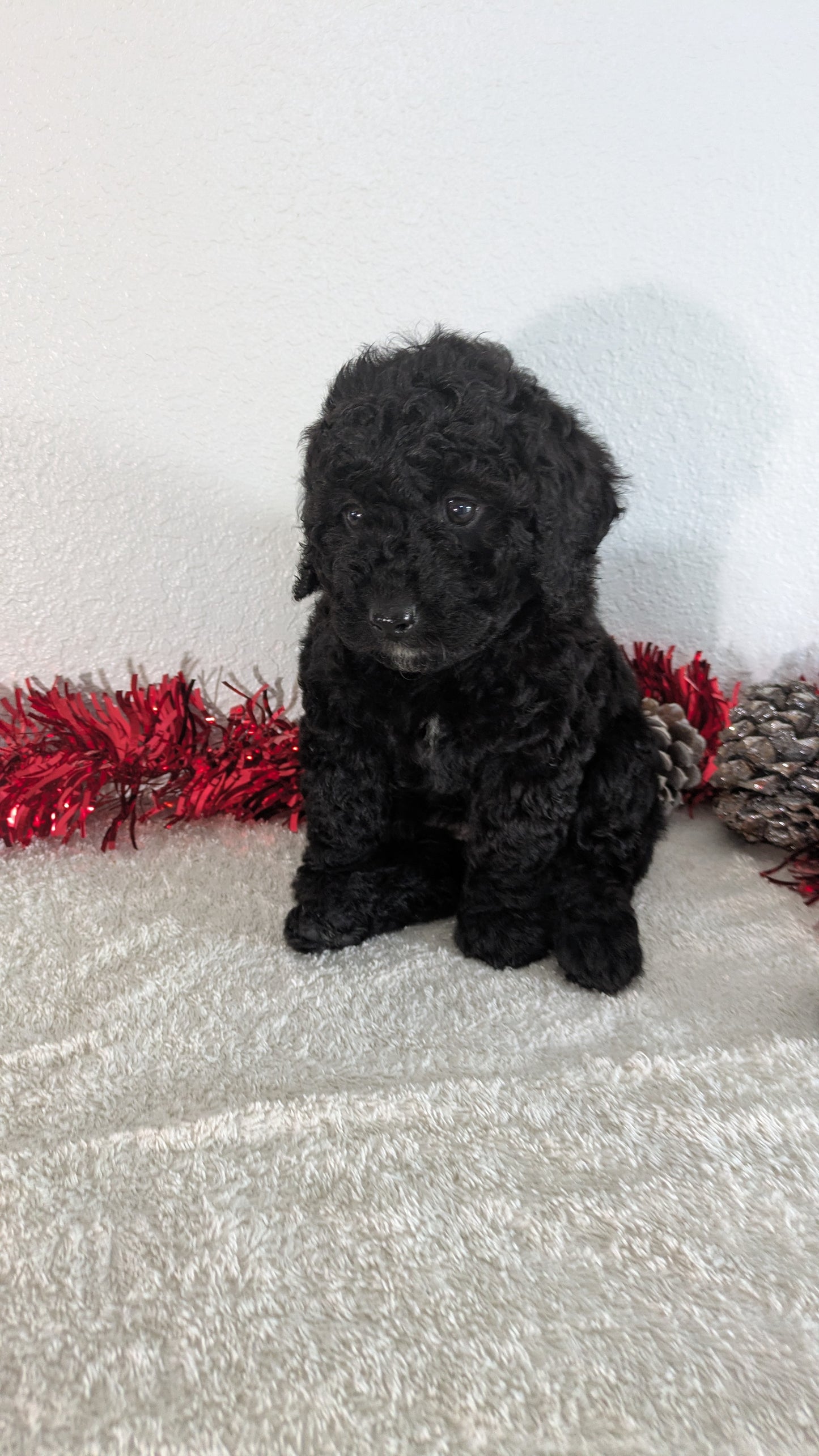 MINI BERNEDOODLE (10/14) FEMALE