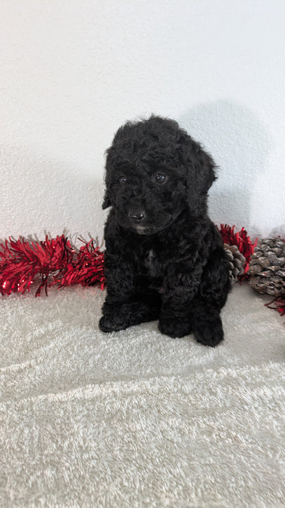 MINI BERNEDOODLE (10/14) FEMALE