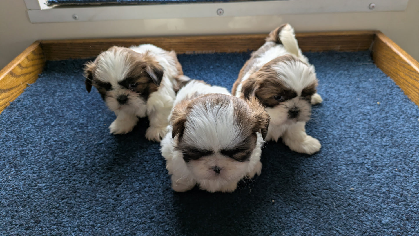 SHIH TZU (01/01) FEMALE