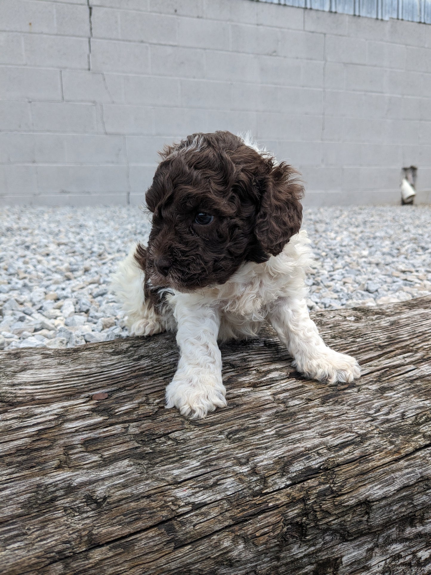 COCKAPOO (05/02) MALE