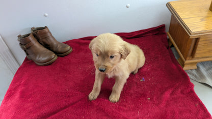 GOLDEN RETRIEVER (11/17) MALE