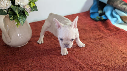 FRENCH BULLDOG (12/21) FEMALE