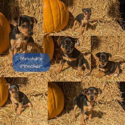 MINI PINSCHER (08/25) FEMALE