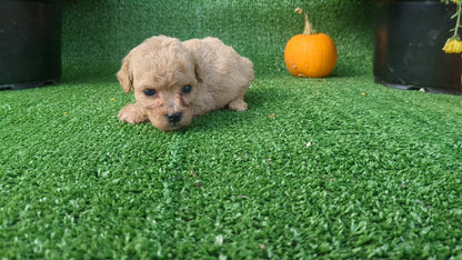 TOY POODLE (08/24) MALE