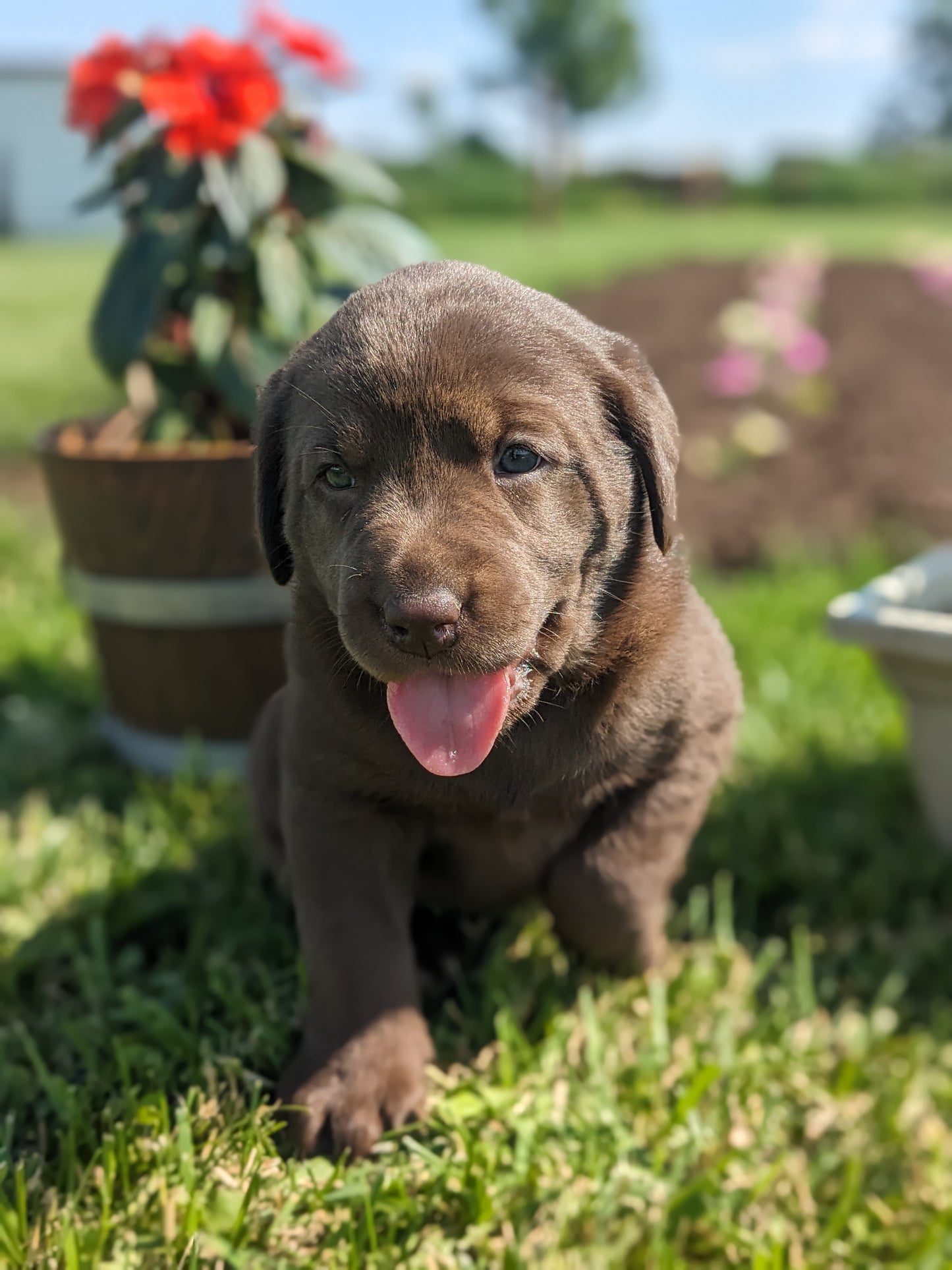 CHOCOLATE LAB (04/21) FEMALE