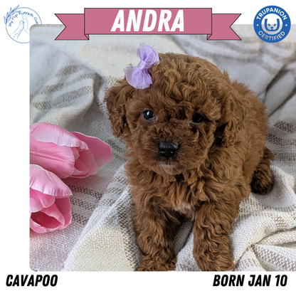 CAVAPOO (01/10) FEMALE