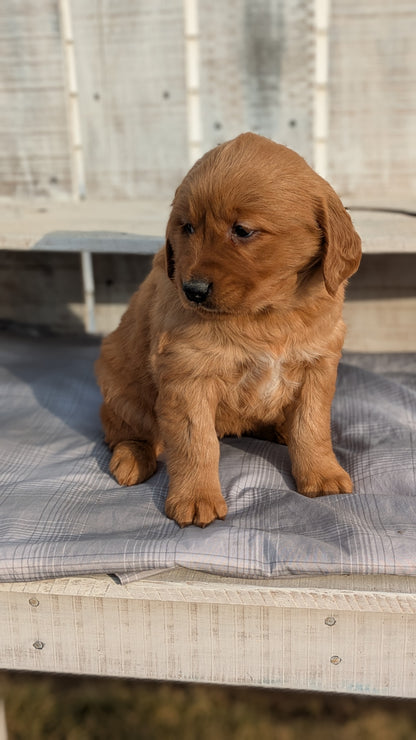 GOLDEN RETRIEVER (12/24) FEMALE