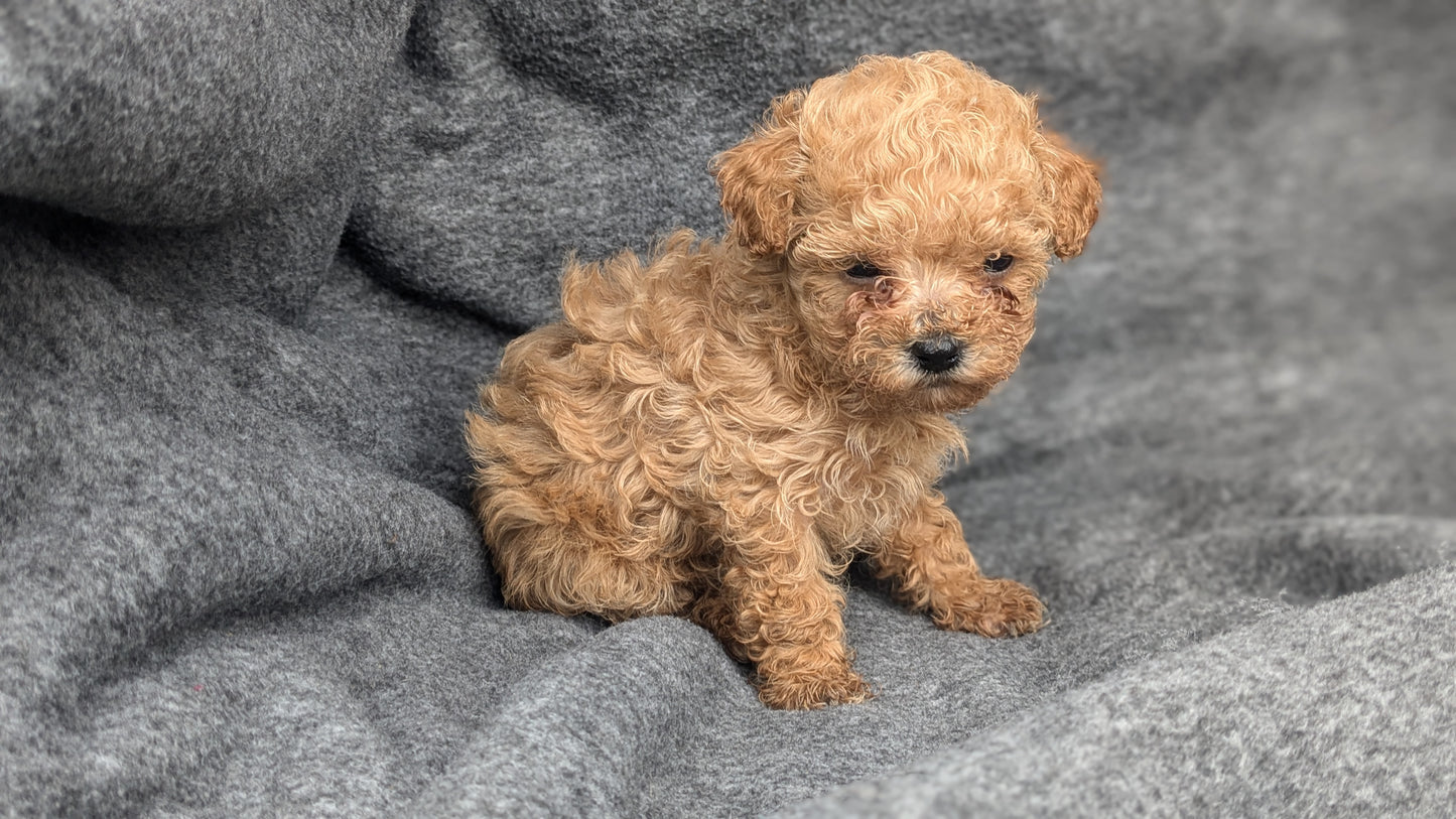 MALTIPOO (09/23) FEMALE