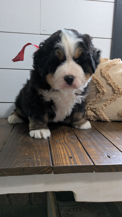 BERNESE MOUNTAIN DOG (11/17) MALE