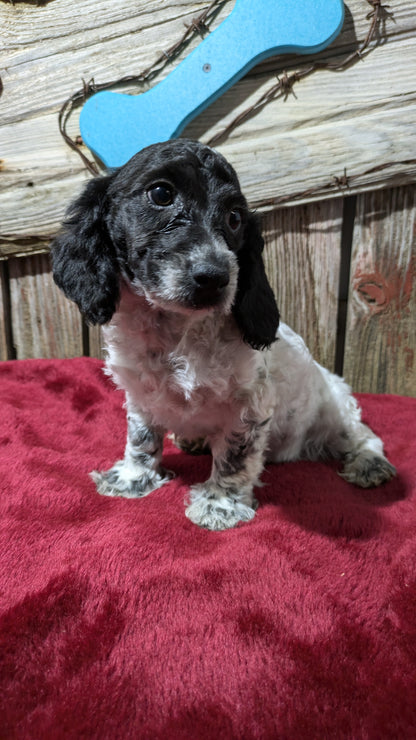 MINI POODLE (08/27) FEMALE