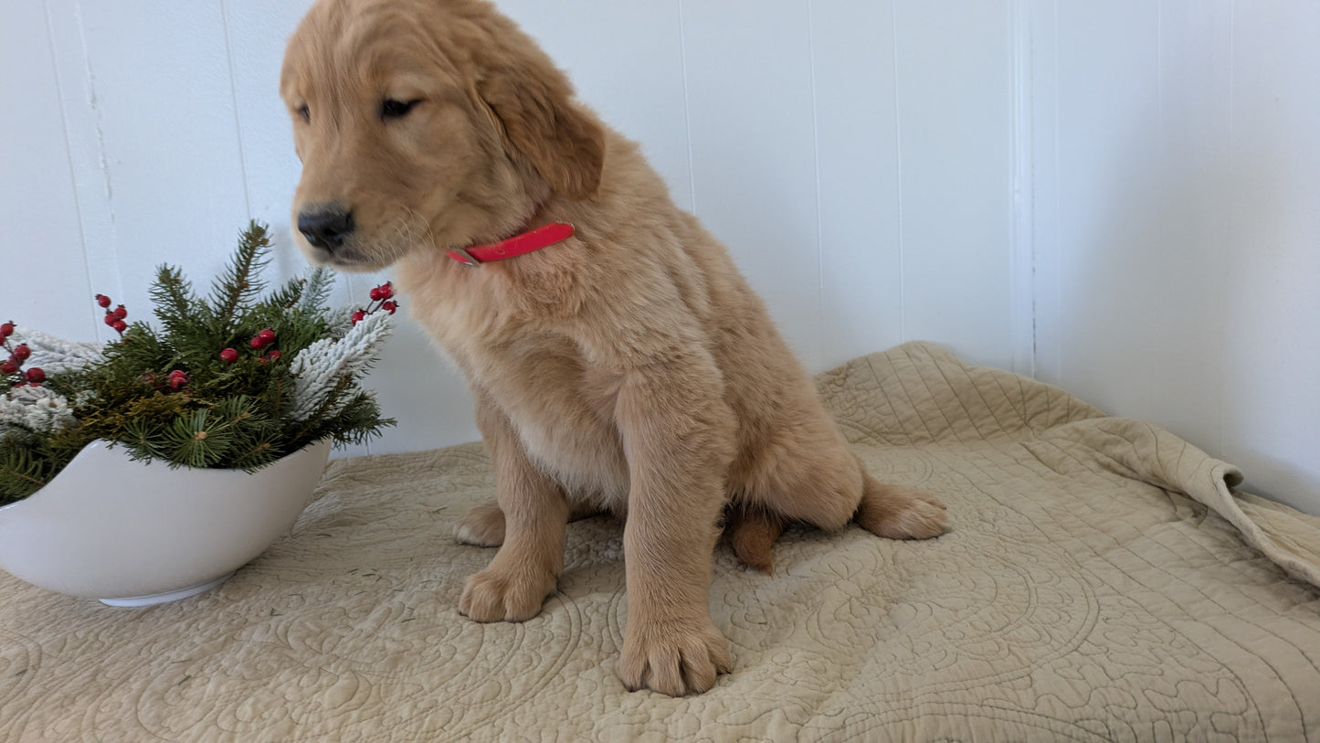 GOLDEN RETRIEVER (11/13) FEMALE