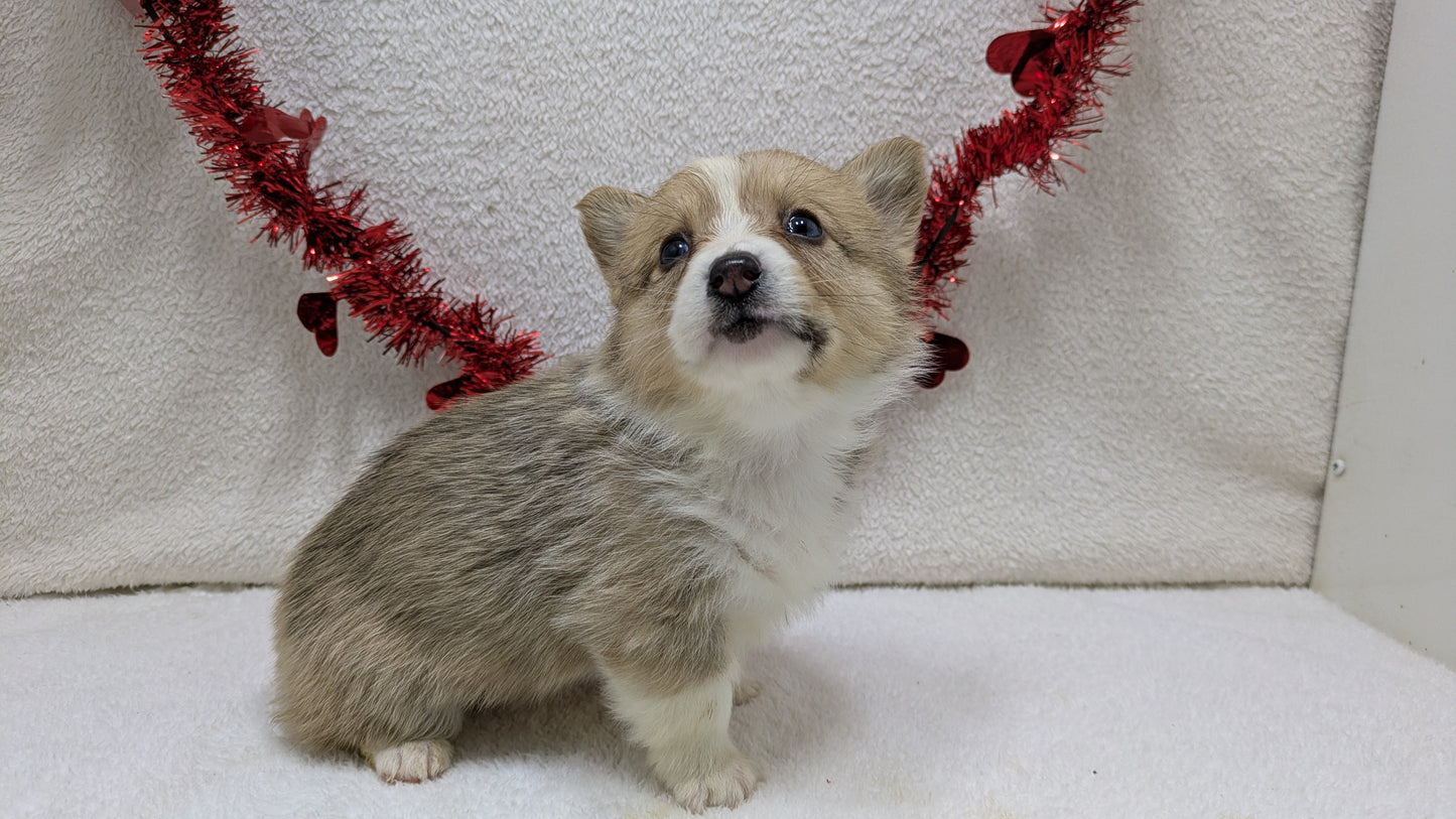 CORGI (12/19) MALE