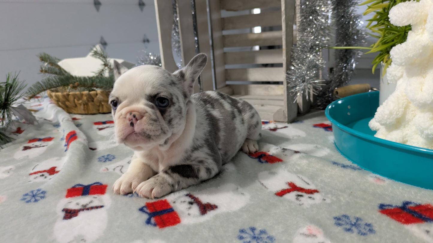 FRENCH BULLDOG (10/30) FEMALE