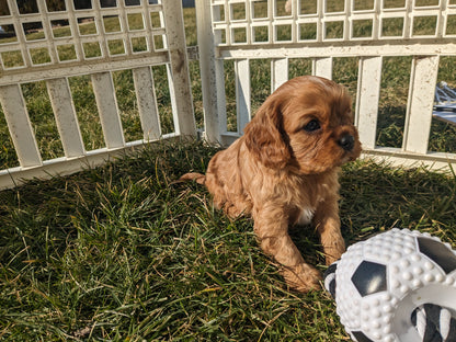 CAVALIER (1/1/24) MALE