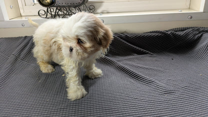 SHIH TZU (10/30) FEMALE