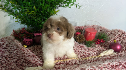 SHIHPOO (10/19) MALE