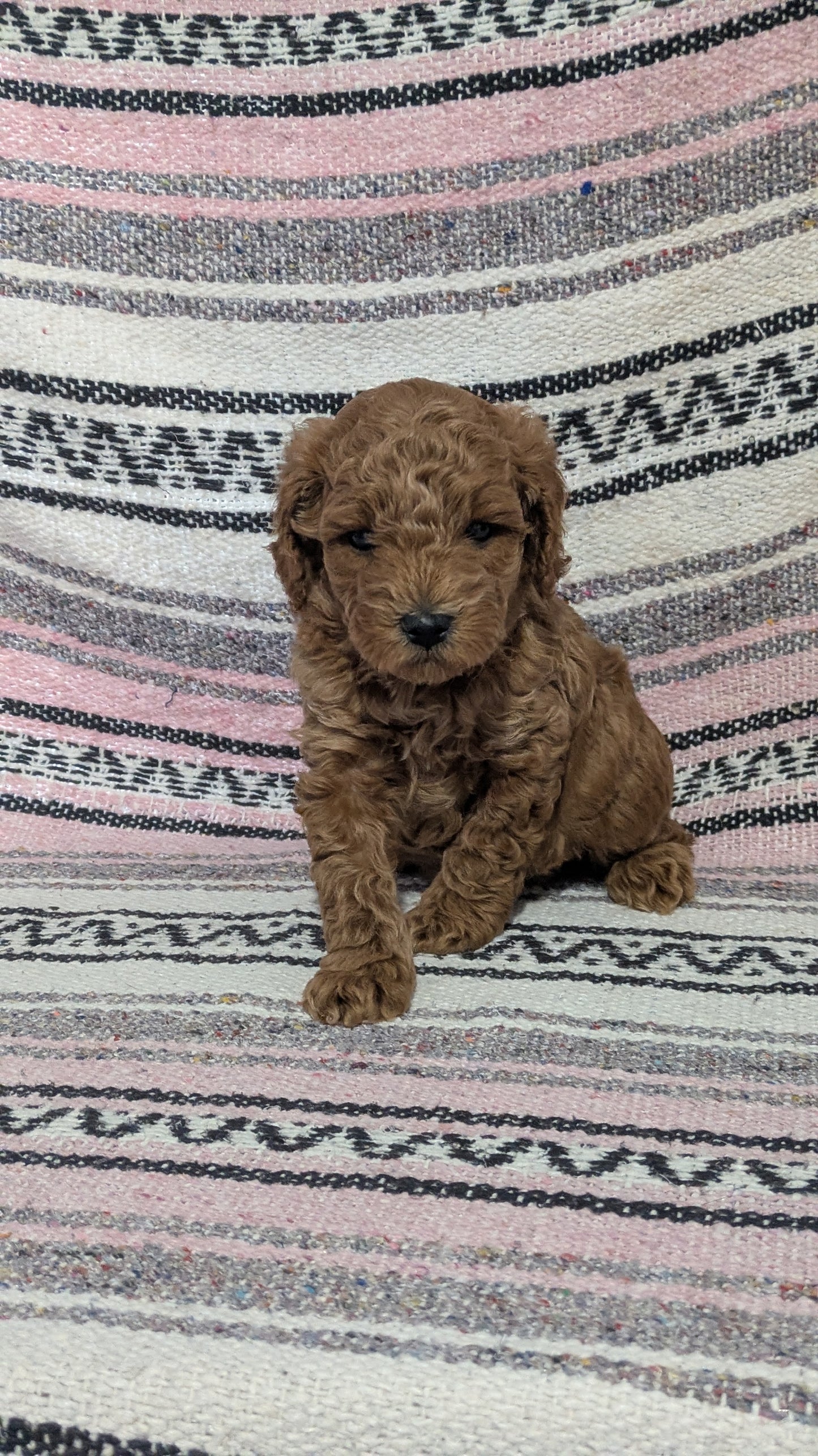 TOY POODLE (12/27) MALE