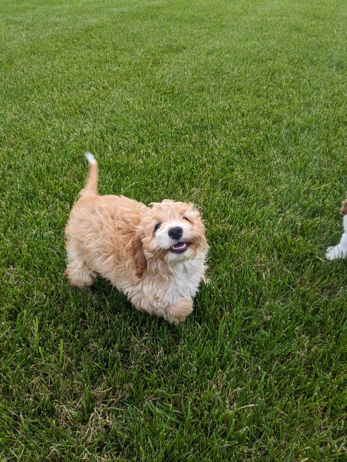 CAVAPOO (03/07) MALE