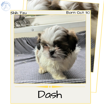 SHIH TZU (10/30) MALE