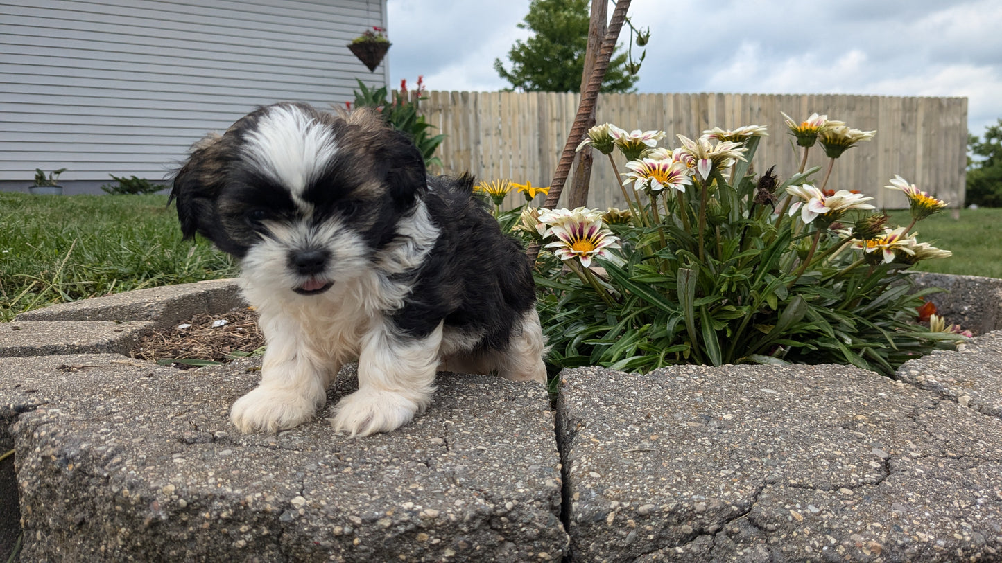 SHIH TZU (06/23) MALE