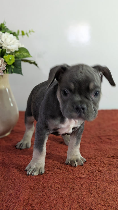 FRENCH BULLDOG (12/21) FEMALE