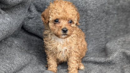 MALTIPOO (09/23) FEMALE