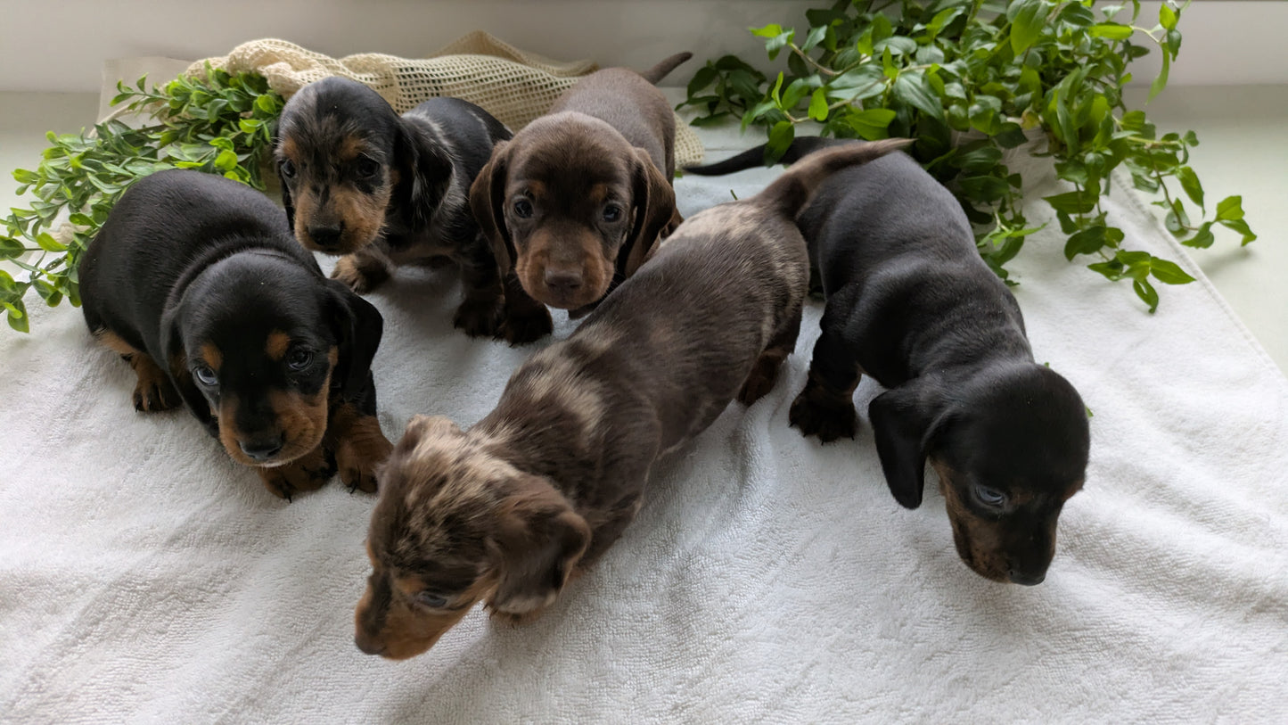 MINI DACHSHUND (01/27) MALE