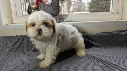 SHIH TZU (10/30) FEMALE