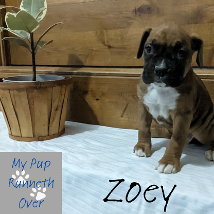 BOXER (12/7/23) FEMALE