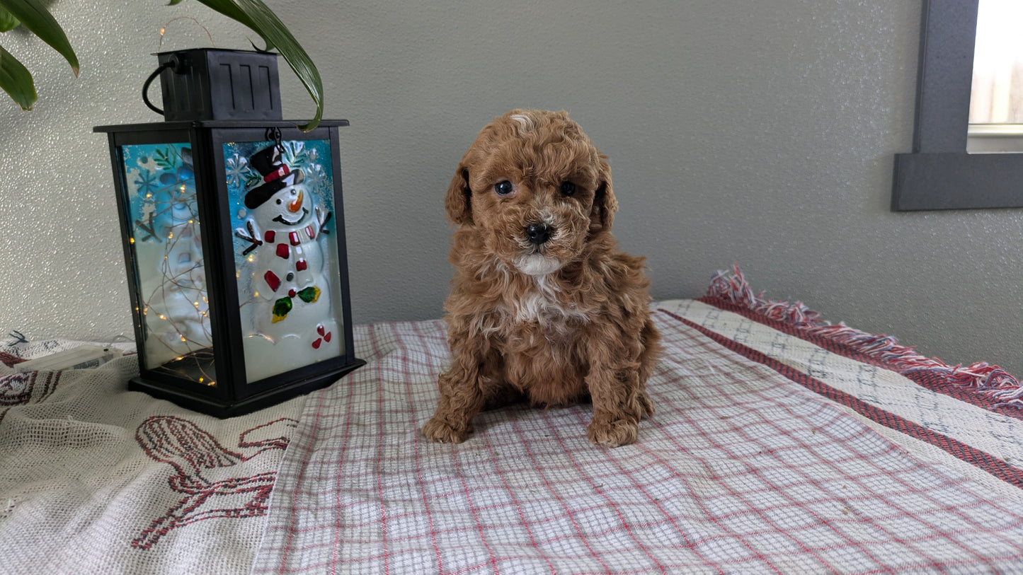 MINI GOLDENDOODLE (12/09) MALE