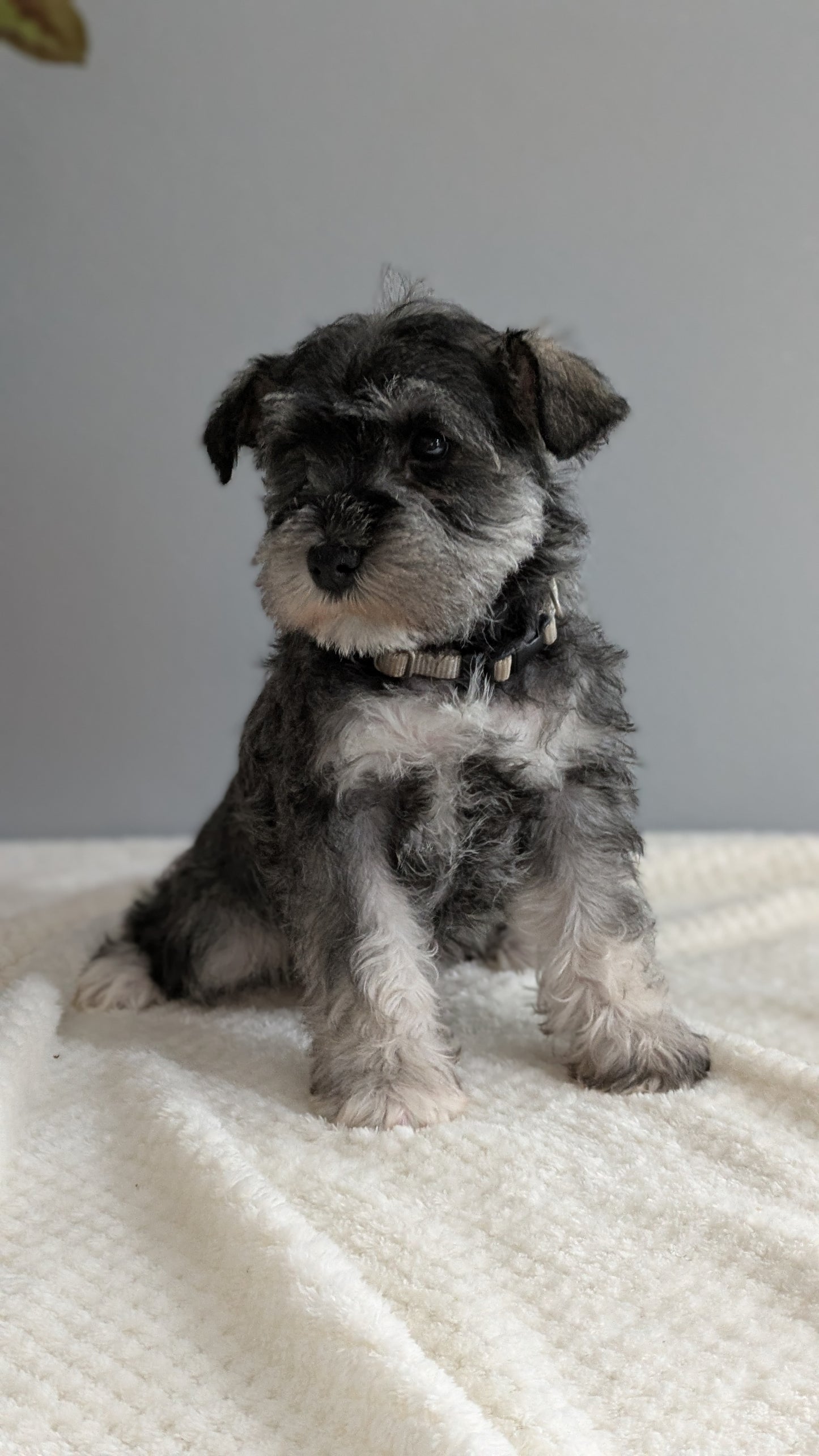 MINI SCHNAUZER (01/08) MALE