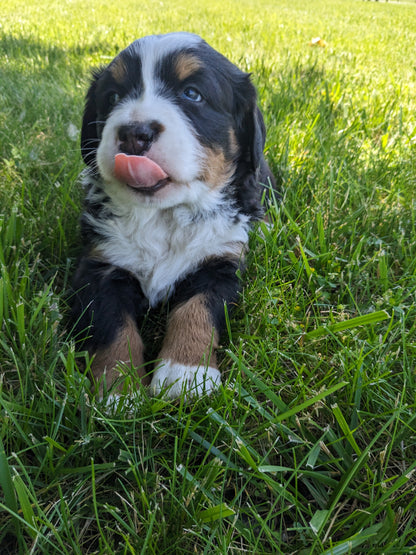 BERNESE MOUNTAIN DOG (04/24) FEMALE