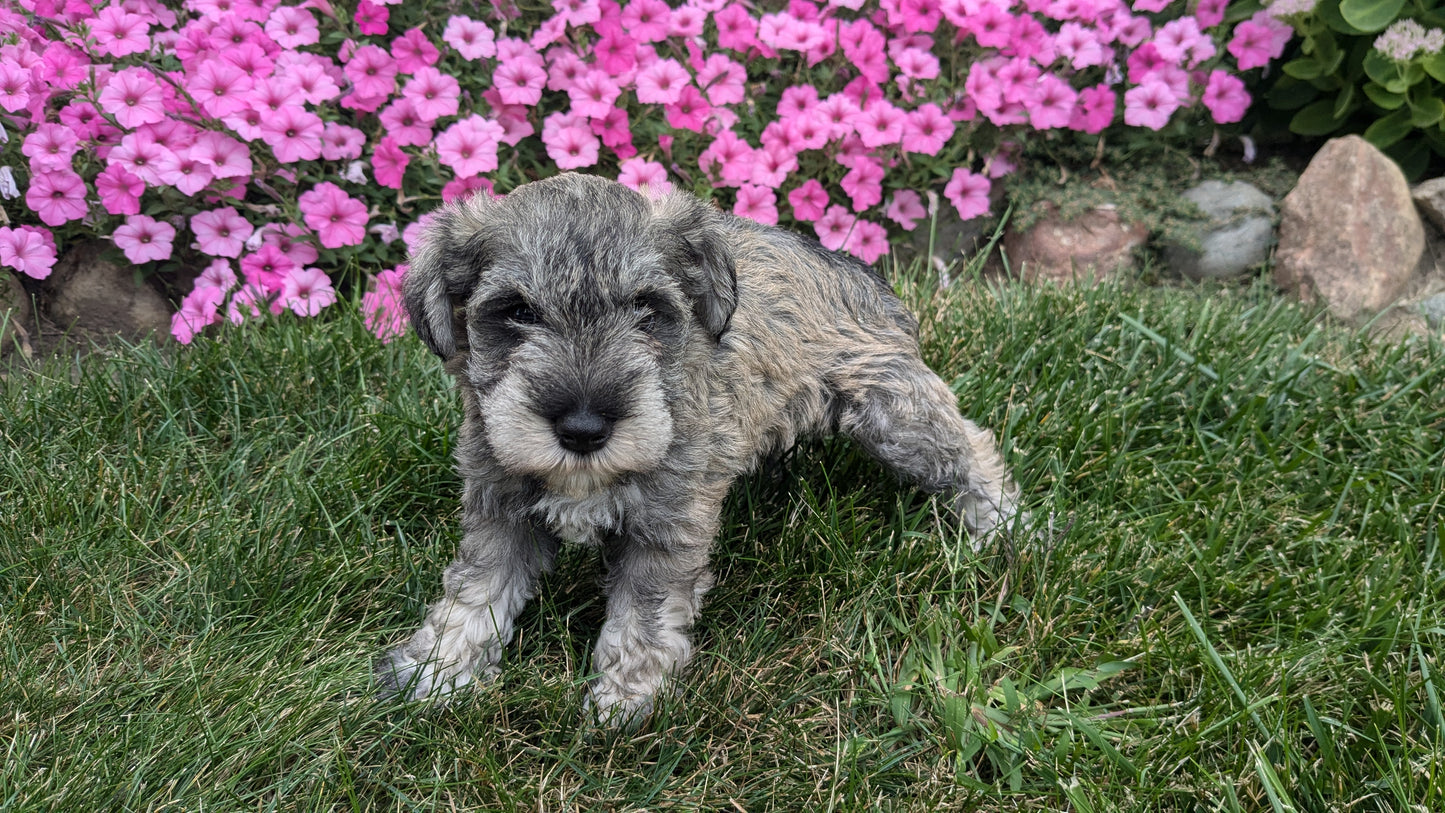 MINI SCHNAUZER (07/26) MALE