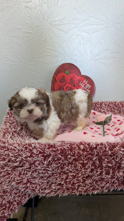 SHIH TZU (12/08) MALE