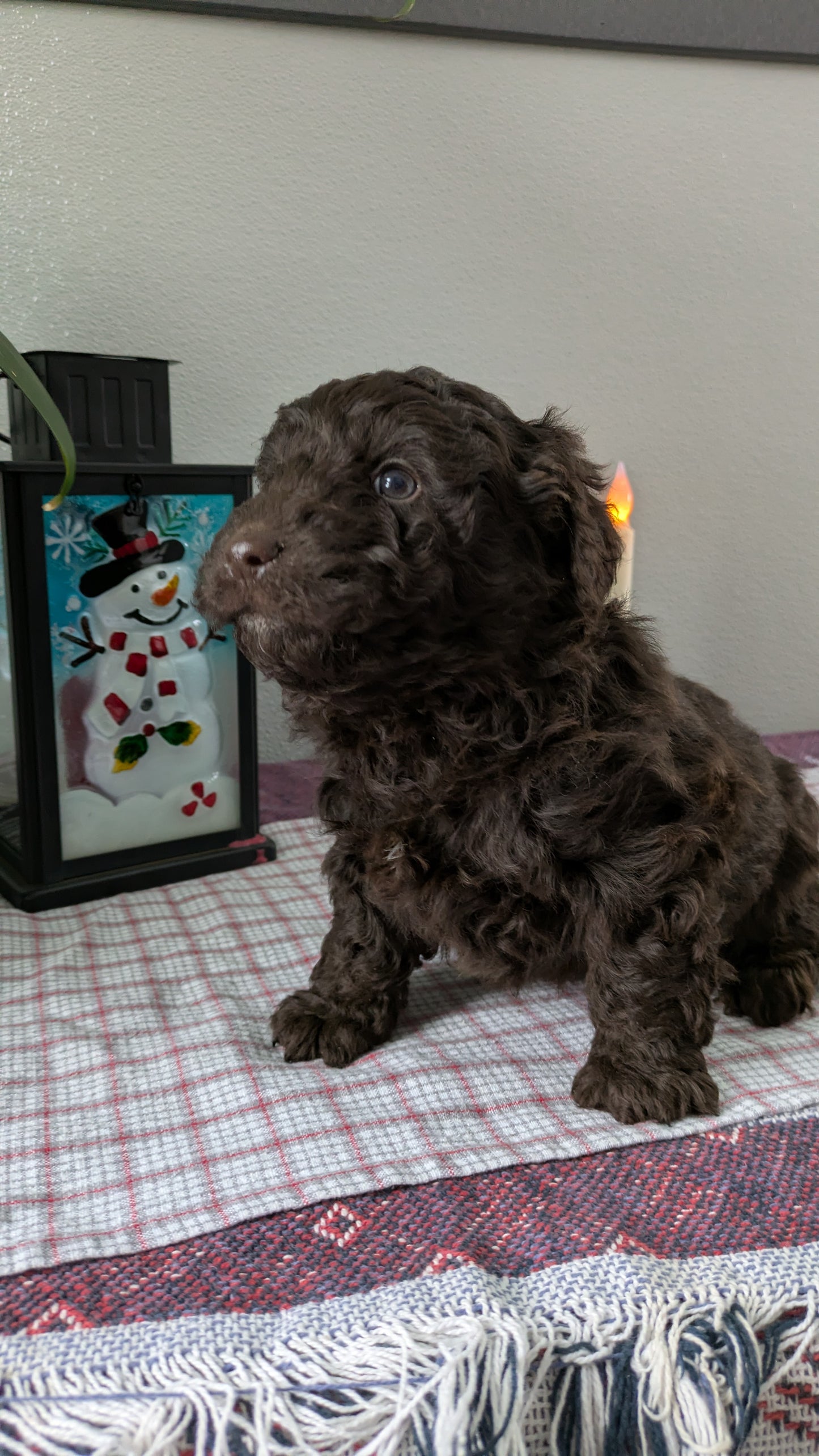 MINI LABRADOODLE (11/26) MALE