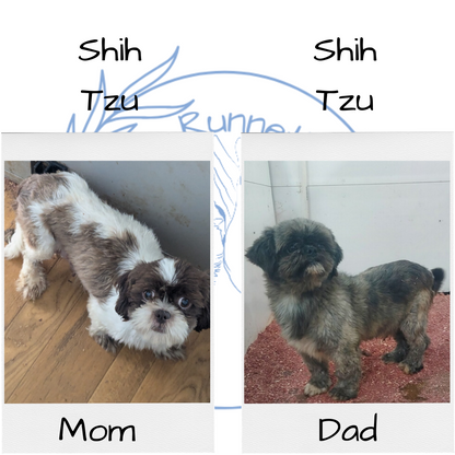 SHIH TZU (06/22) FEMALE